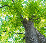 「気になる！」03「強く粘りがある躯体※」